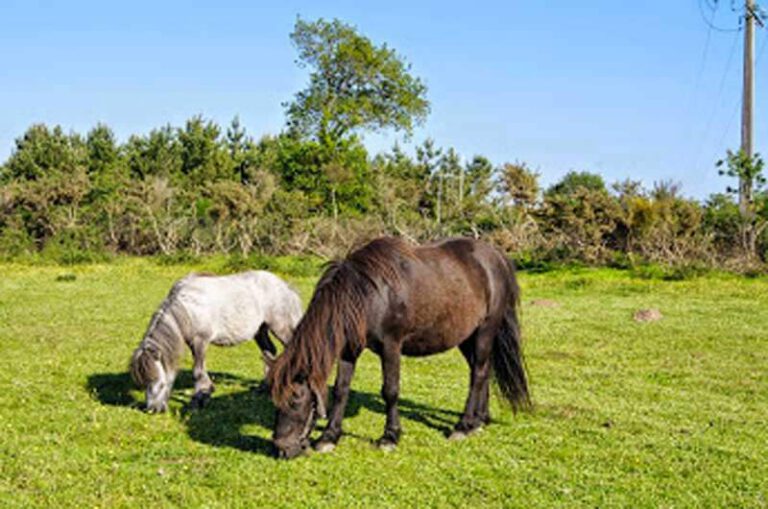 animaux acceptés dans le camping