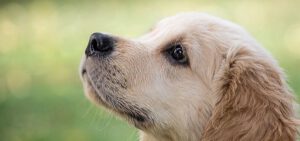 Les chiens pendant votre séjour en camping